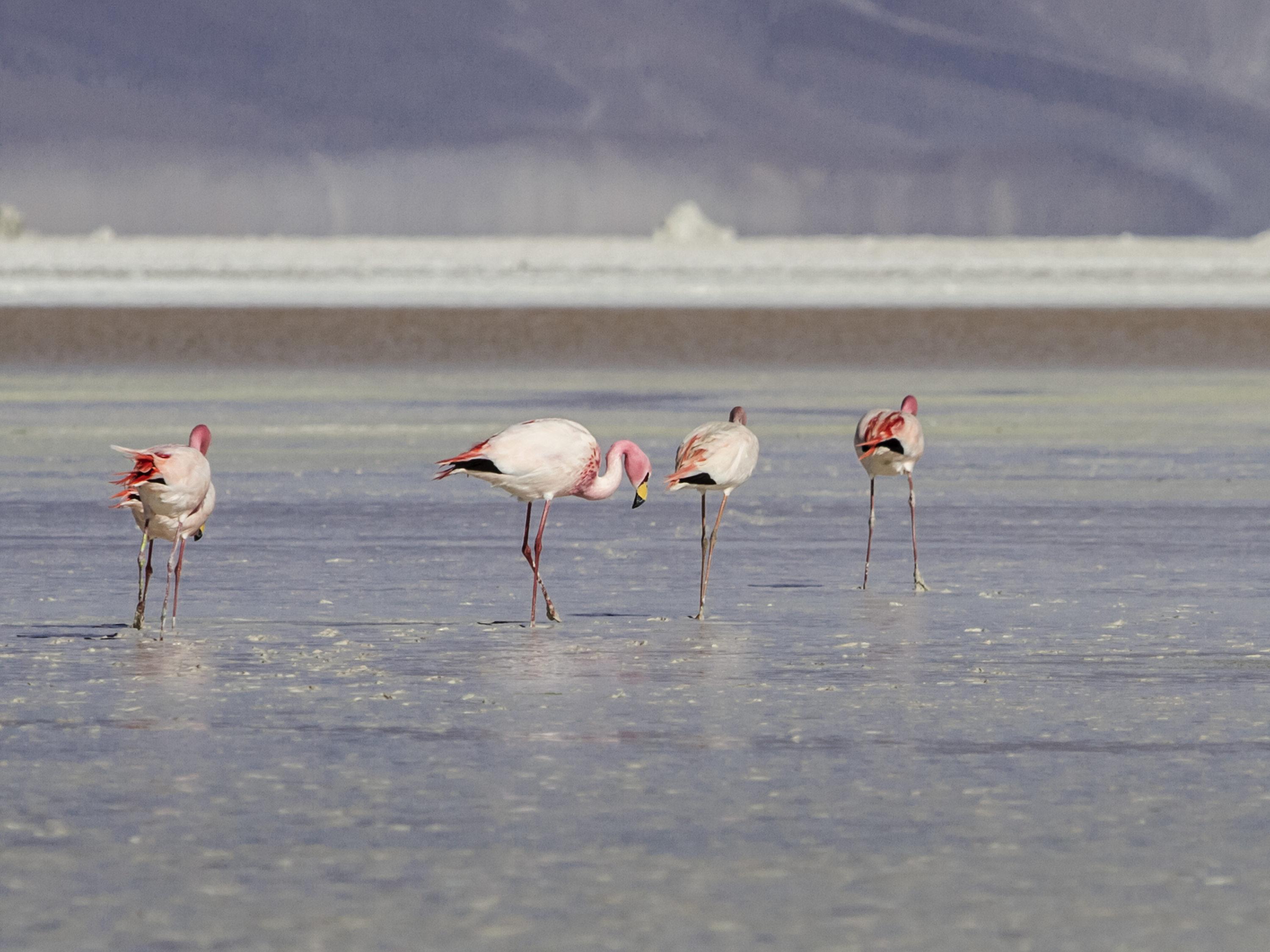 Ibis Calama Dış mekan fotoğraf